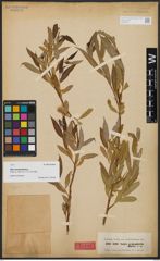 Foto von Salix acmophylla Boiss.